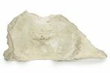 Fossil Whale Cervical Vertebra - Yorktown Formation #237623-3